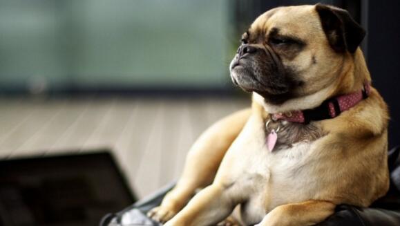 巴哥犬的毛发护理