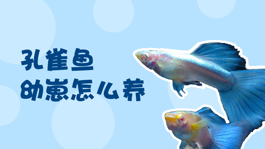 孔雀鱼幼崽怎么养