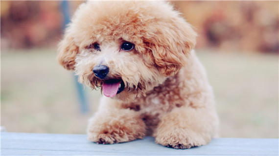 宠物还容易感染什么疾病呢