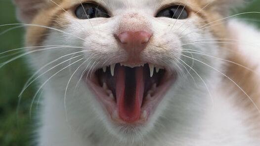 被流浪猫误伤怎么办