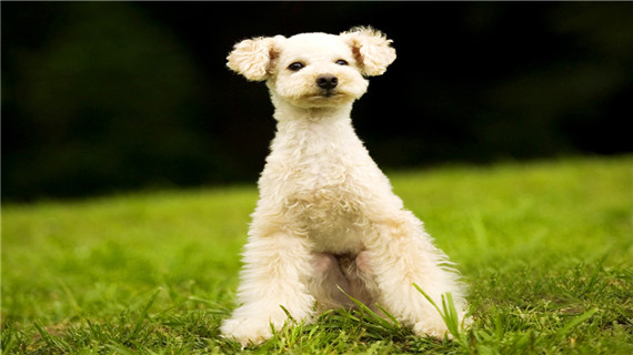 贵宾犬的毛发怎么护理