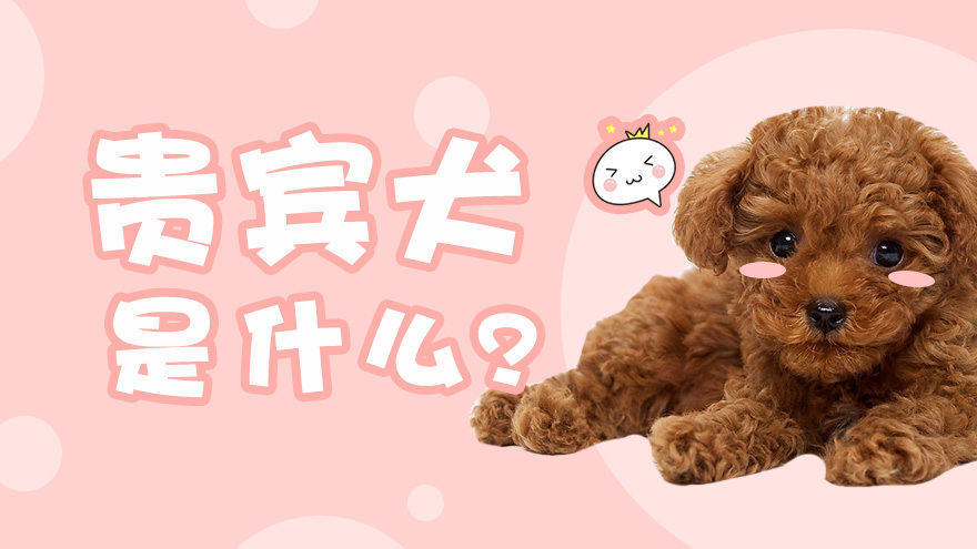 贵宾犬是什么