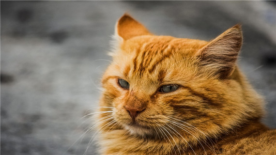 猫咪能吃海鲜吗