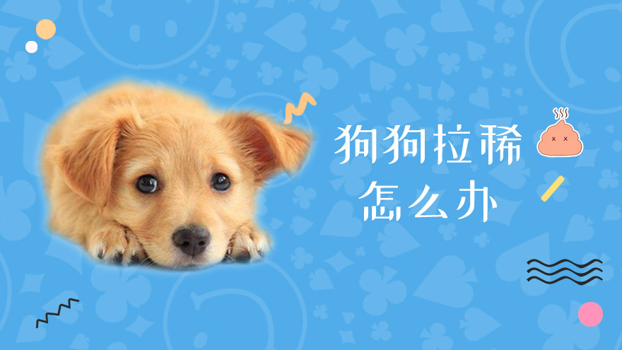 狗狗拉稀怎么办