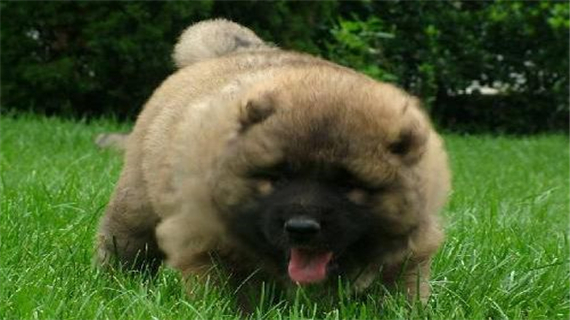 帮助高加索獒犬美容的方法