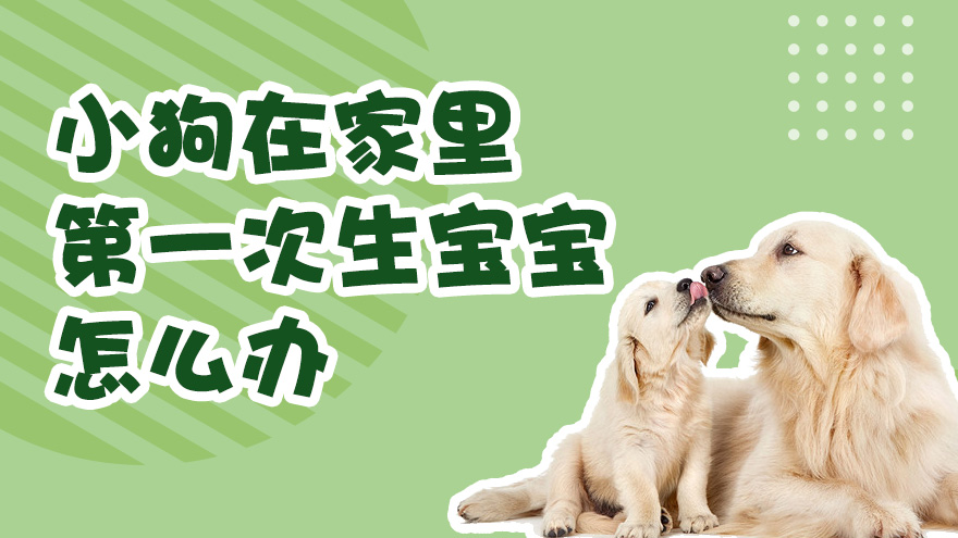 小狗在家里第一次生宝宝怎么办