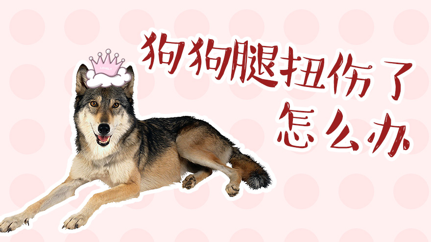 狗狗腿扭伤了怎么办