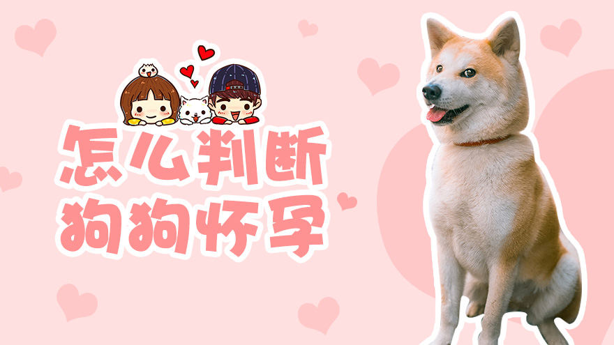 怎么判断狗狗怀孕