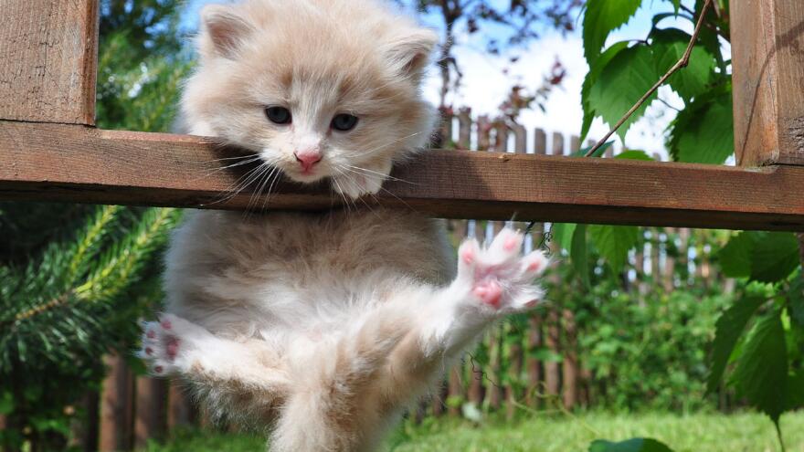 清除猫咪跳蚤的方法