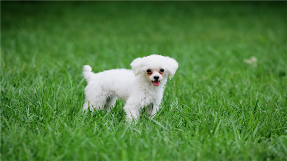 贵宾犬的年龄段