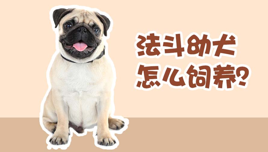 法斗幼犬怎样饲养