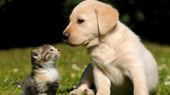 猫和狗可以一起养吗