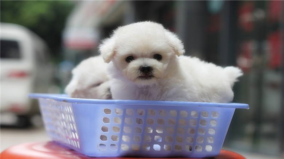 比熊母犬产后护理的三点注意事项