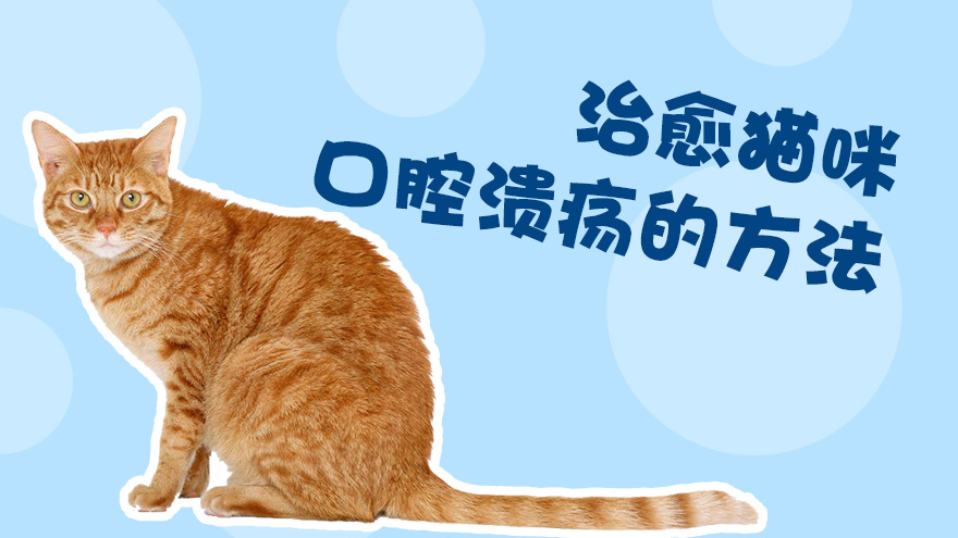 治愈猫咪口腔溃疡的方法