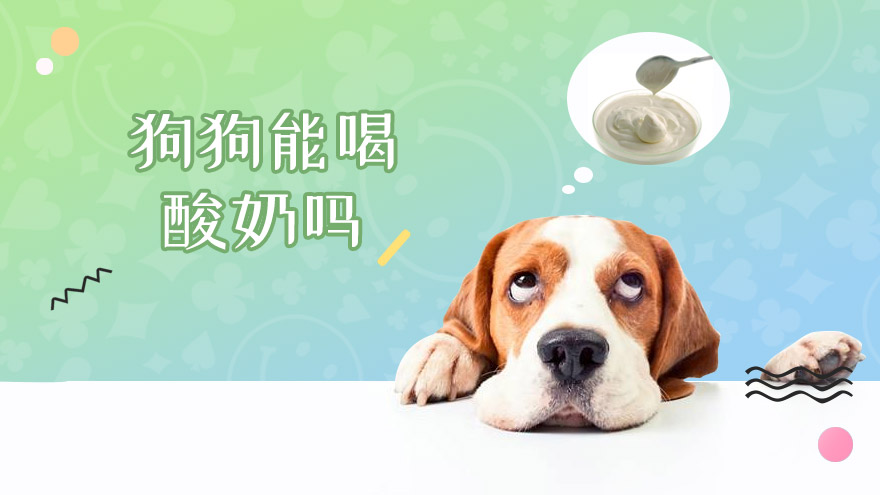 狗狗能喝酸奶吗