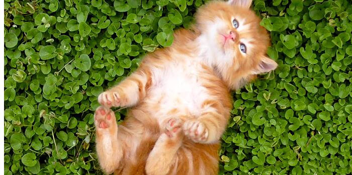 给猫做绝育手术的好处