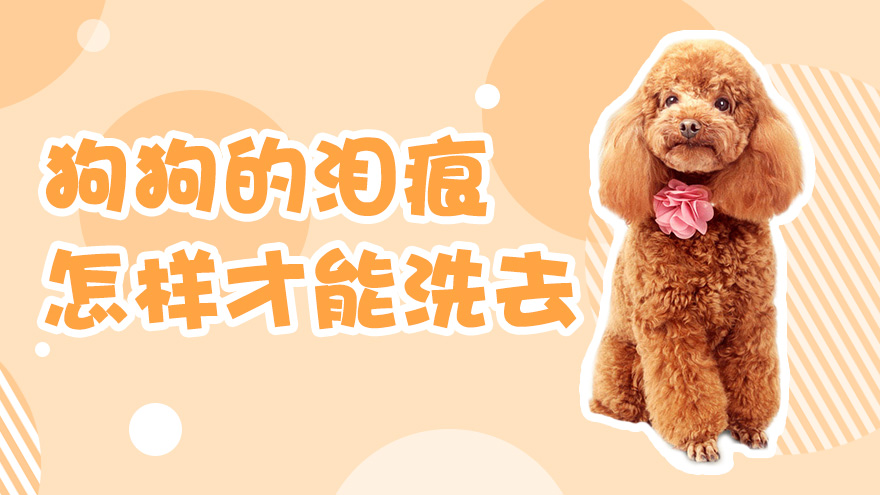 狗狗的泪痕怎样才能洗去