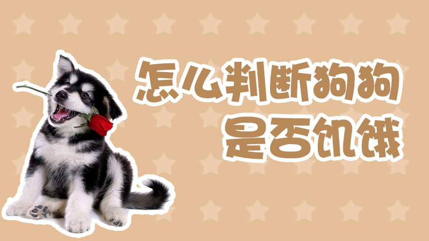 怎么判断狗狗是否饥饿