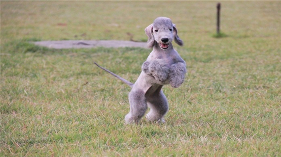 贝灵顿梗犬繁殖期间的护理