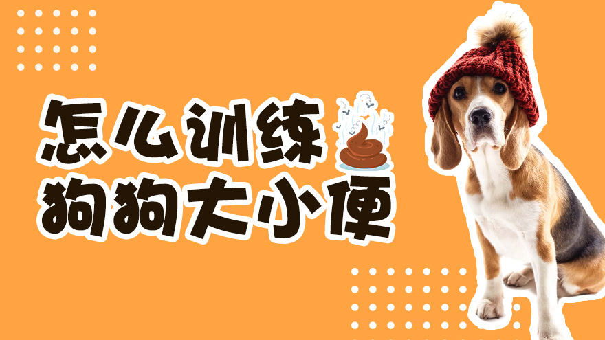 怎么训练狗狗大小便