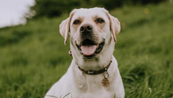 宠物常见的皮肤病有哪几类