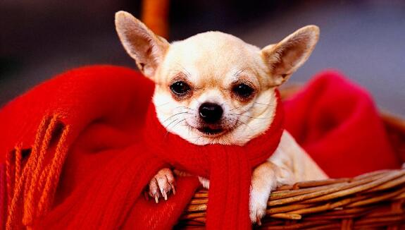 如何正确的喂零食