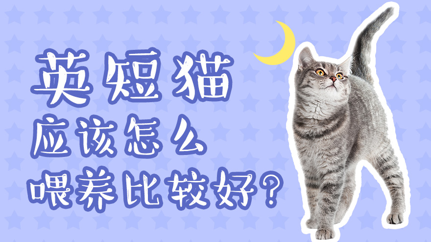 英短猫应该怎么喂养比较好