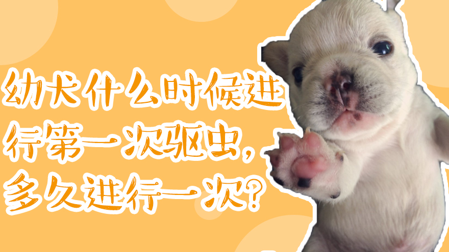 幼犬什么时候进行第一次驱虫
