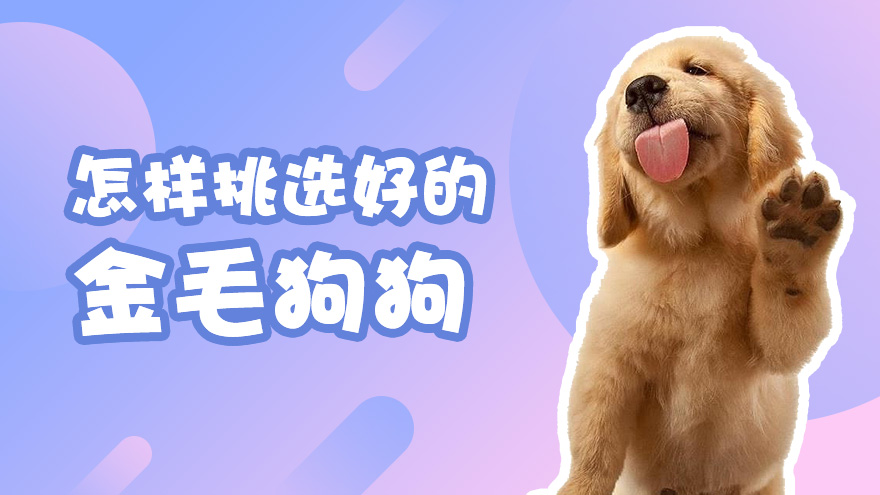 怎样挑选好的金毛狗狗