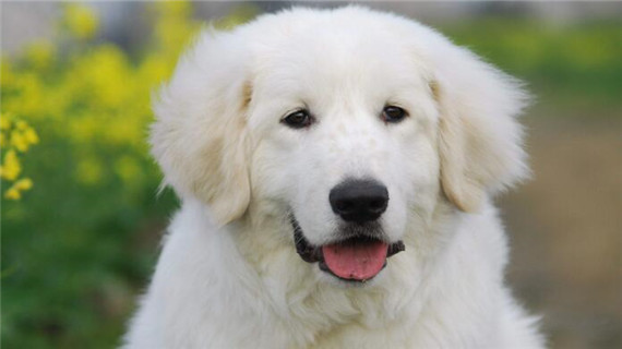 大白熊缺钙怎么办