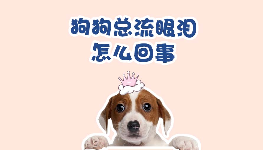 狗狗总流眼泪怎么回事