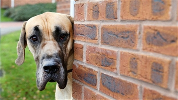 大丹犬怀孕饮食注意什么