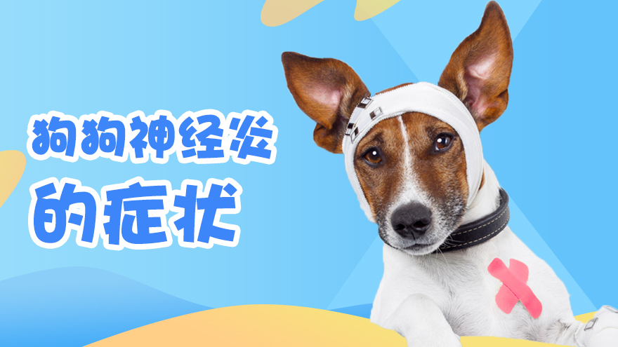 狗狗神经炎的症状