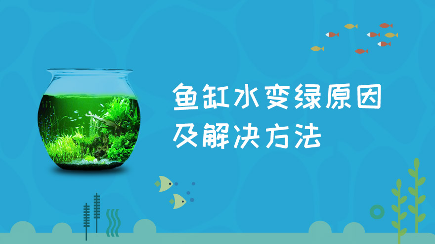 鱼缸水变绿原因及解决方法