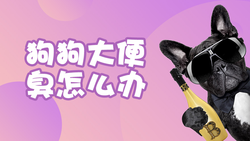 狗狗大便臭怎么办