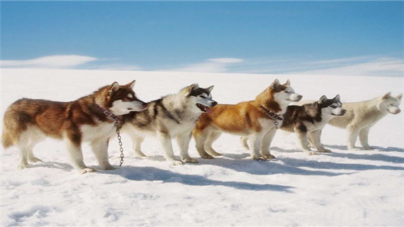 阿拉斯加雪橇犬掉毛怎么办