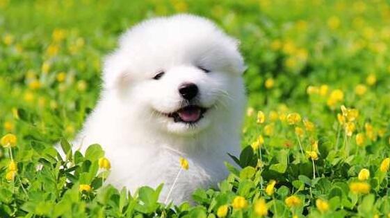 萨摩耶性格特征