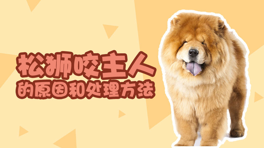 宠物松狮咬主人的原因和处理方法