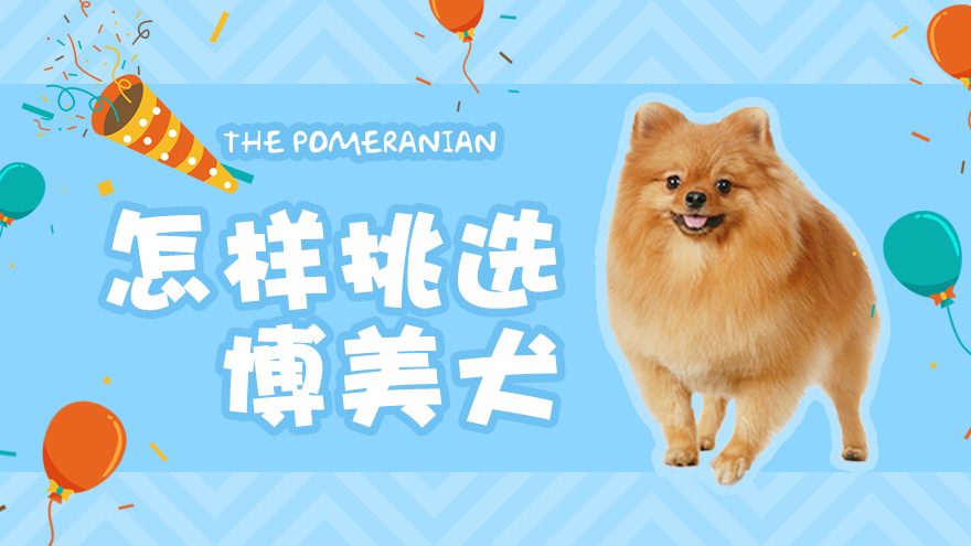 怎样挑选博美犬