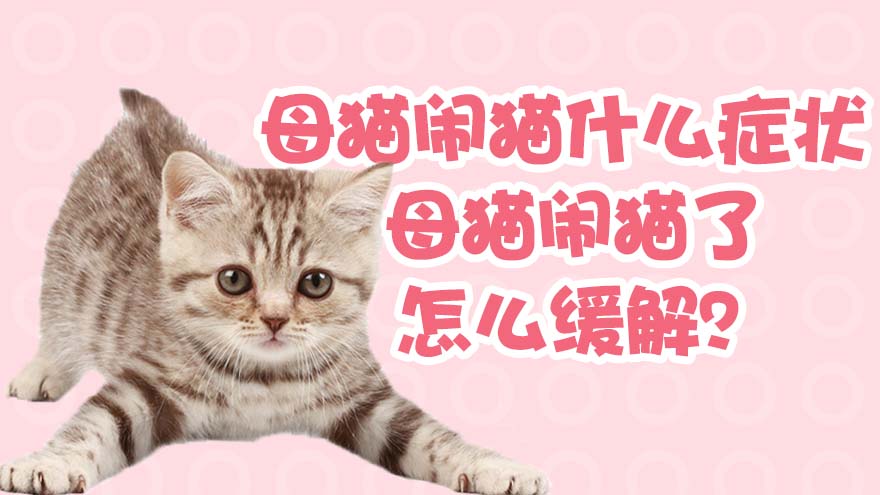 母猫闹猫什么症状 母猫闹猫了怎么缓解