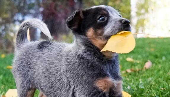 宠物常见的皮肤病如何预防