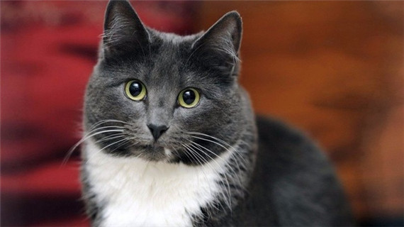 如何给猫咪掏耳朵