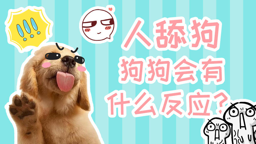 人舔狗狗有什么反应
