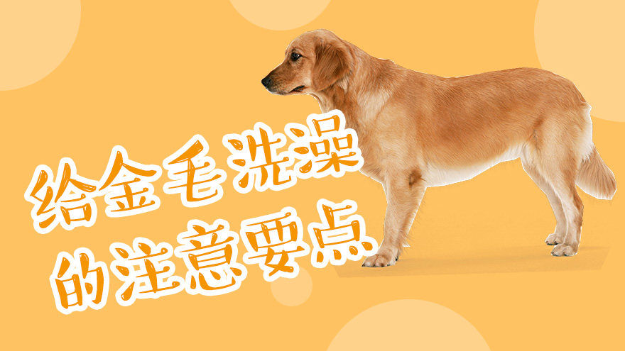 给金毛洗澡的注意要点有哪些