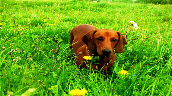 腊肠犬的饲养要点