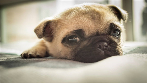 巴哥犬怎么剪毛