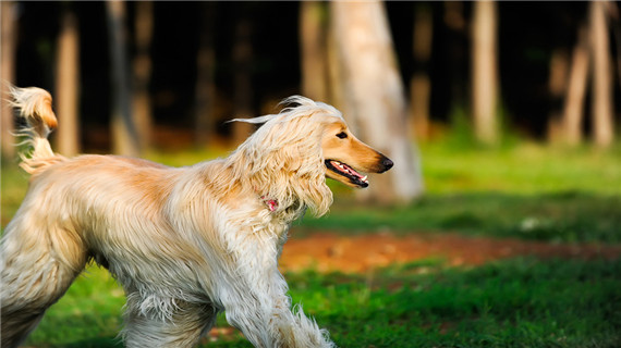 阿富汗猎犬外耳炎的原因有哪些