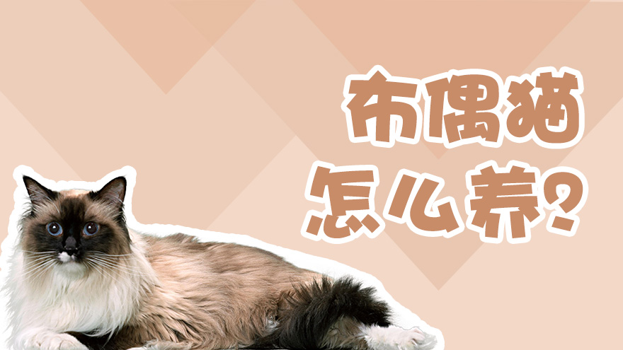 布偶猫怎么养