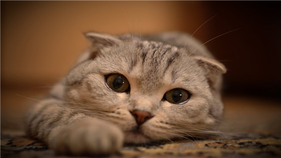 如何判断猫咪是否有跳蚤