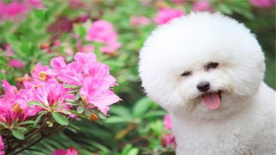 比熊狗消化不良的症状有哪些